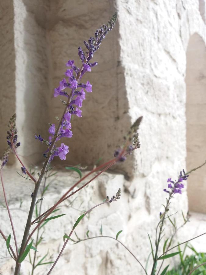 Trulli Di Puglia - Casa Vacanze In Valle D'Itria Martina Franca Luaran gambar